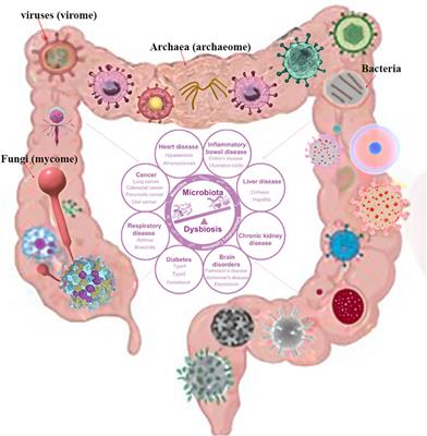 Editorial: The intricate web of gastrointestinal virome, mycome and archaeome: implications for gastrointestinal diseases